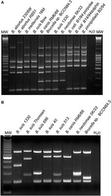 Genetic and Phenotypic Characterization of the Etiological Agent of Canine Orchiepididymitis Smooth Brucella sp. BCCN84.3